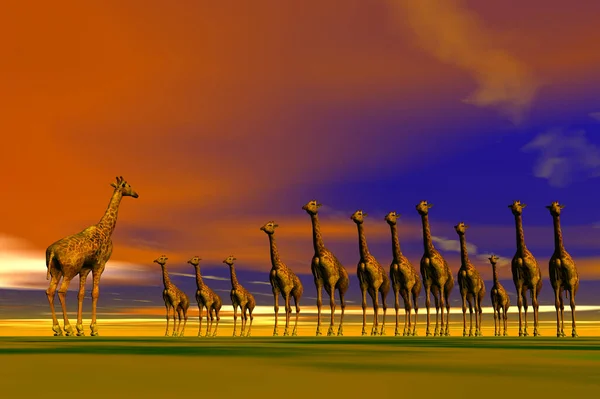 Mandrie Giraffe Animali Della Savana — Foto Stock