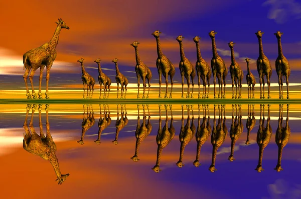 Mandrie Giraffe Animali Della Savana — Foto Stock