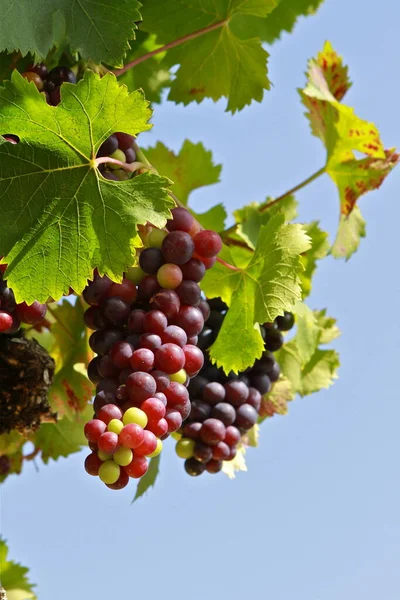 Grapes Growing Vineyard — Stock Photo, Image