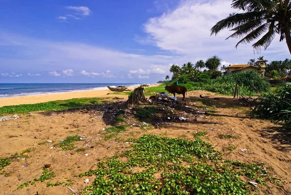 Sri Lanka Nın Zlenimleri — Stok fotoğraf