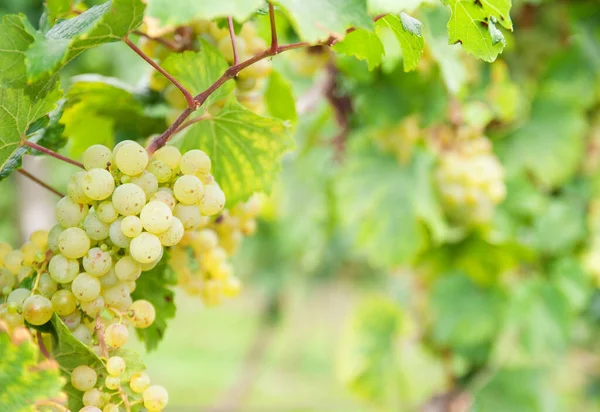 Grappoli Uva Frutta Cibo — Foto Stock