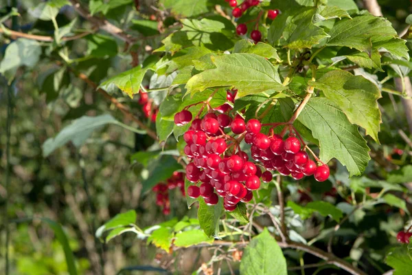 Färska Röda Bär Bakgrunden Blå Himmel — Stockfoto