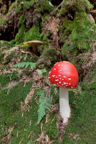 生长在喀尔巴阡山脉森林中的蘑菇形象 — 图库照片