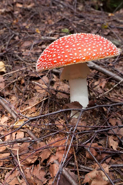 카르파티아 숲에서 자라는 버섯의 — 스톡 사진