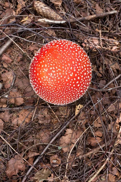 Imagem Cogumelo Que Cresce Floresta Carpathian — Fotografia de Stock