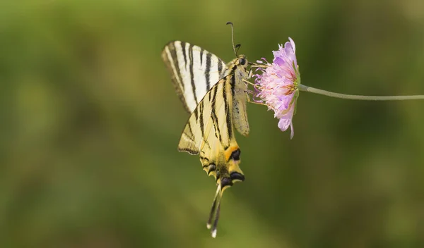 Γραφική Θέα Της Όμορφης Flycatcher Πουλί — Φωτογραφία Αρχείου