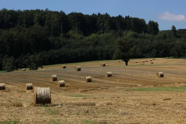 Cosecha Campo Aldea Agricultura — Foto de Stock