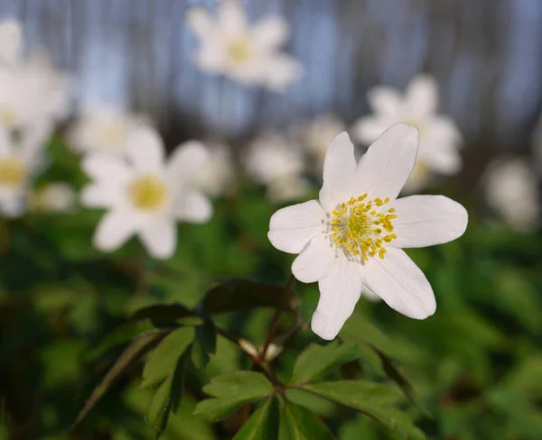White Petals Windflower Blooming Flora — Stock Photo, Image