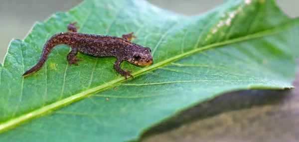 Salamandre Animal Reptiles Lézard — Photo