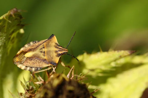 Karpokoris Fuscispinus Północnych Owoców — Zdjęcie stockowe