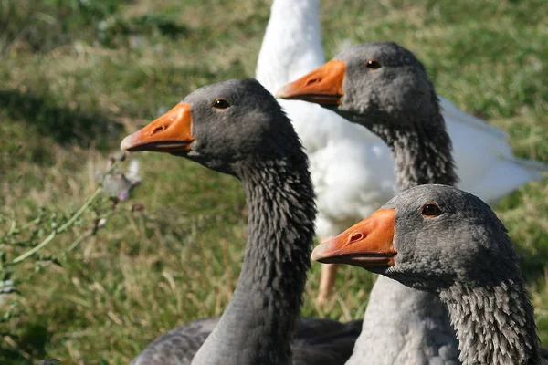 Vue Panoramique Sur Les Oiseaux Oies Nature — Photo