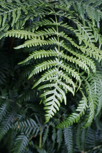 Bracken Campo Worksop Notts Inglaterra — Foto de Stock