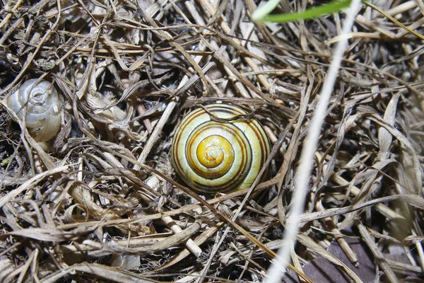 草の中の白唇カタツムリ — ストック写真