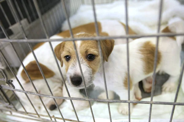 Filhote Cachorro Olha Através Sua Gaiola Aguardando Adoção — Fotografia de Stock