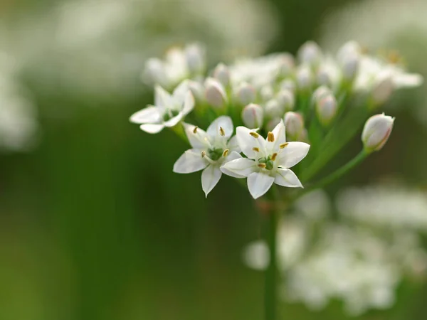 Flori Frumoase Concept Floral Fundal — Fotografie, imagine de stoc