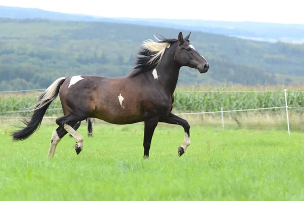 Bonito Cavalo Selvagem Natureza — Fotografia de Stock