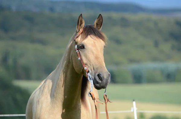 Bonito Cavalo Selvagem Natureza — Fotografia de Stock