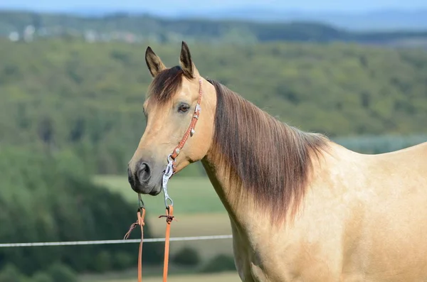 Carino Cavallo Natura Selvaggia — Foto Stock