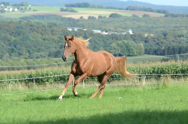 Cheval Sur Herbe Verte — Photo