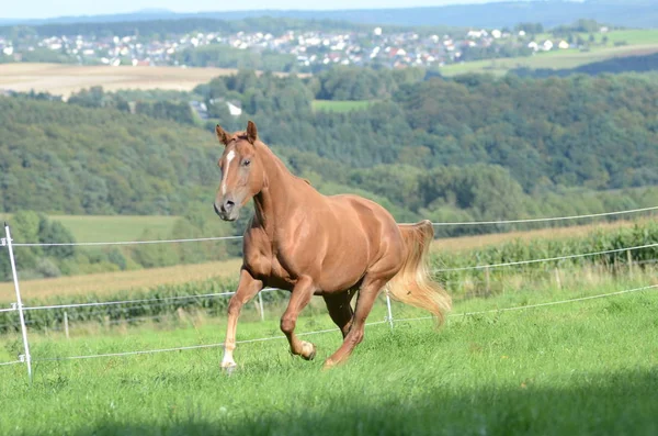 緑の草原の馬 — ストック写真
