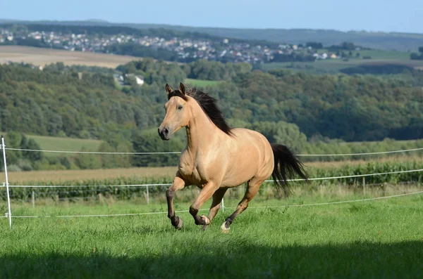 Paard Een Groene Weide — Stockfoto