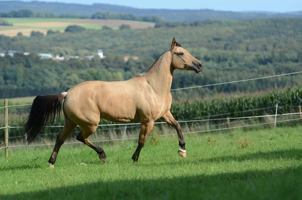 Cavallo Prato Verde — Foto Stock