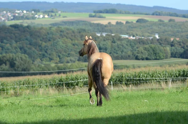 Paard Een Veld — Stockfoto