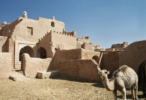 Όαση Σπίτια Χωριό Και Καμήλα Κοντά Yazd Iran — Φωτογραφία Αρχείου