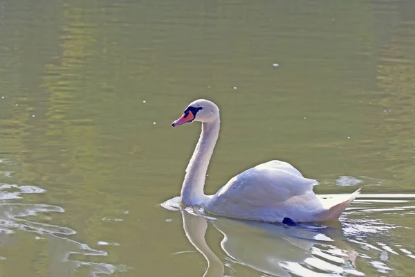 Blanco Hermoso Cisne Nadando Una Piscina —  Fotos de Stock