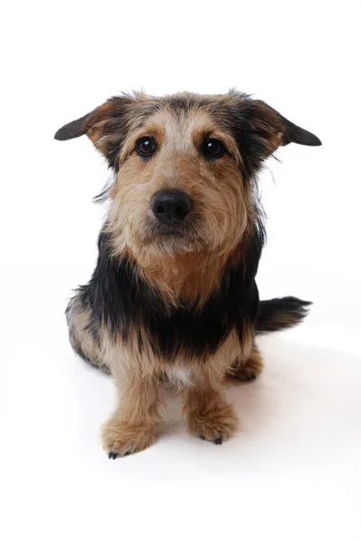 Lindo Cachorro Aislado Blanco — Foto de Stock