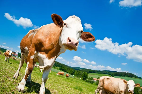 Curiosa Vaca Marrón Paisaje Austriaco Verano —  Fotos de Stock