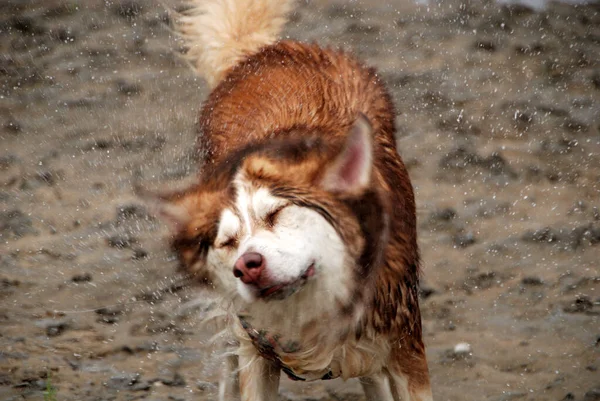 Husky Sul Mare Del Nord — Foto Stock