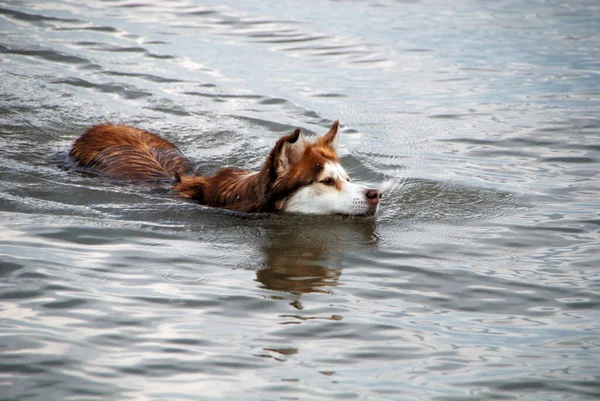 Portret Van Een Schattige Hond — Stockfoto