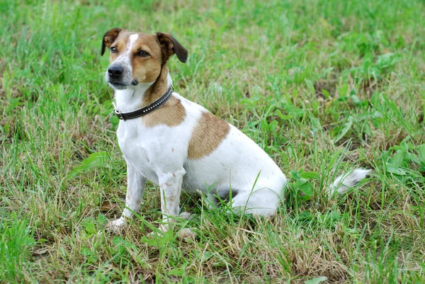 Jack Russell Terrier Cane — Foto Stock