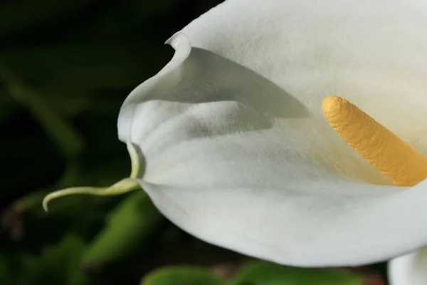 Flores Exóticas Lírio Calla Pétalas Flora Botânica — Fotografia de Stock