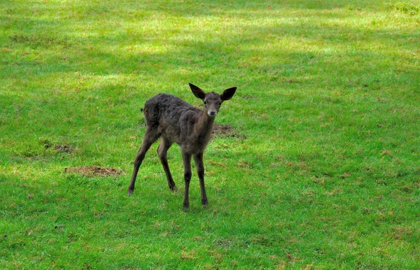 Vista Panorâmica Animais Jovens — Fotografia de Stock