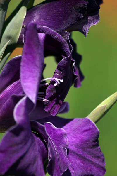 Plantenflora Gladiolen Bloemblaadjes — Stockfoto