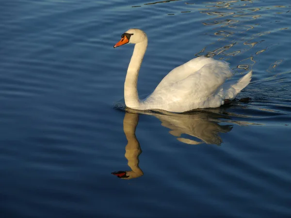 Scenic View Majestic Swan Nature — Stock Photo, Image