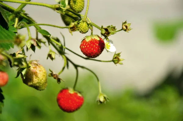 Wild Strawberry Red Fruit Food — Stock Photo, Image