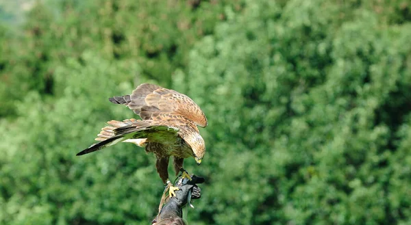 Vue Panoramique Sur Majestueux Prédateur Buzzard — Photo