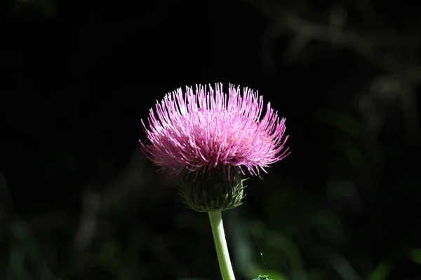 Bellissimo Fiore Sfondo Primo Piano — Foto Stock