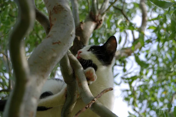 Kočička Lezení Stromě — Stock fotografie