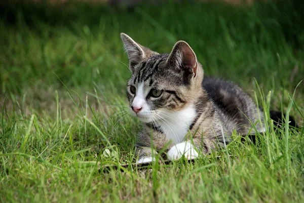 庭で遊ぶ猫の子供 — ストック写真