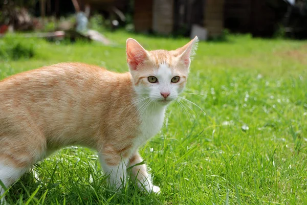 Červené Kotě Zahradě — Stock fotografie