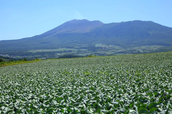 Mountain Cabbage Field Japan — Stock Photo, Image