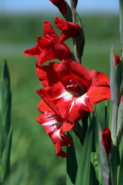 Gladiolus Virágok Flóra Lombozat — Stock Fotó