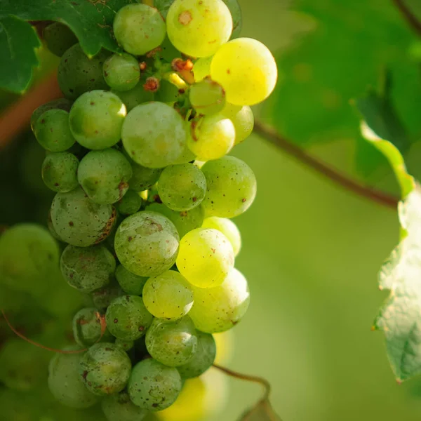 Uvas Que Crecen Viñedo — Foto de Stock