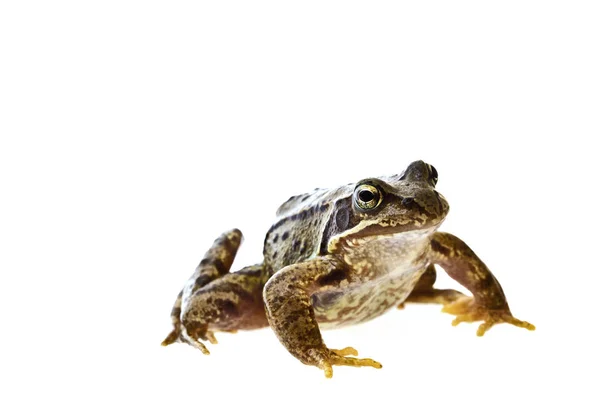 Kikker Bij Fotoshoot — Stockfoto