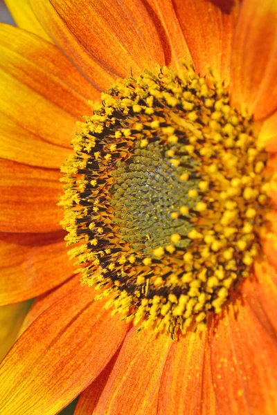 Sonnenblumen Aus Nächster Nähe — Stockfoto