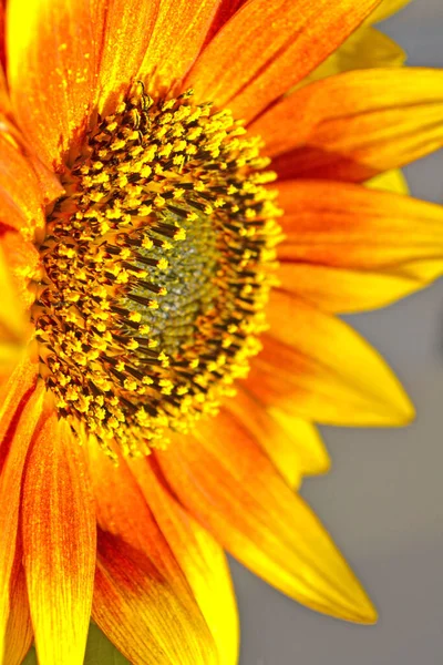 Slunečnice Žluté Květy Polní Rostliny — Stock fotografie
